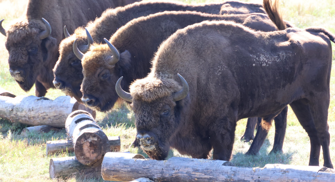 c0e0f9873530443ba5f4f51ad66deb3dd25ce4925b4bde9cb9b22bbf2e7ae77f